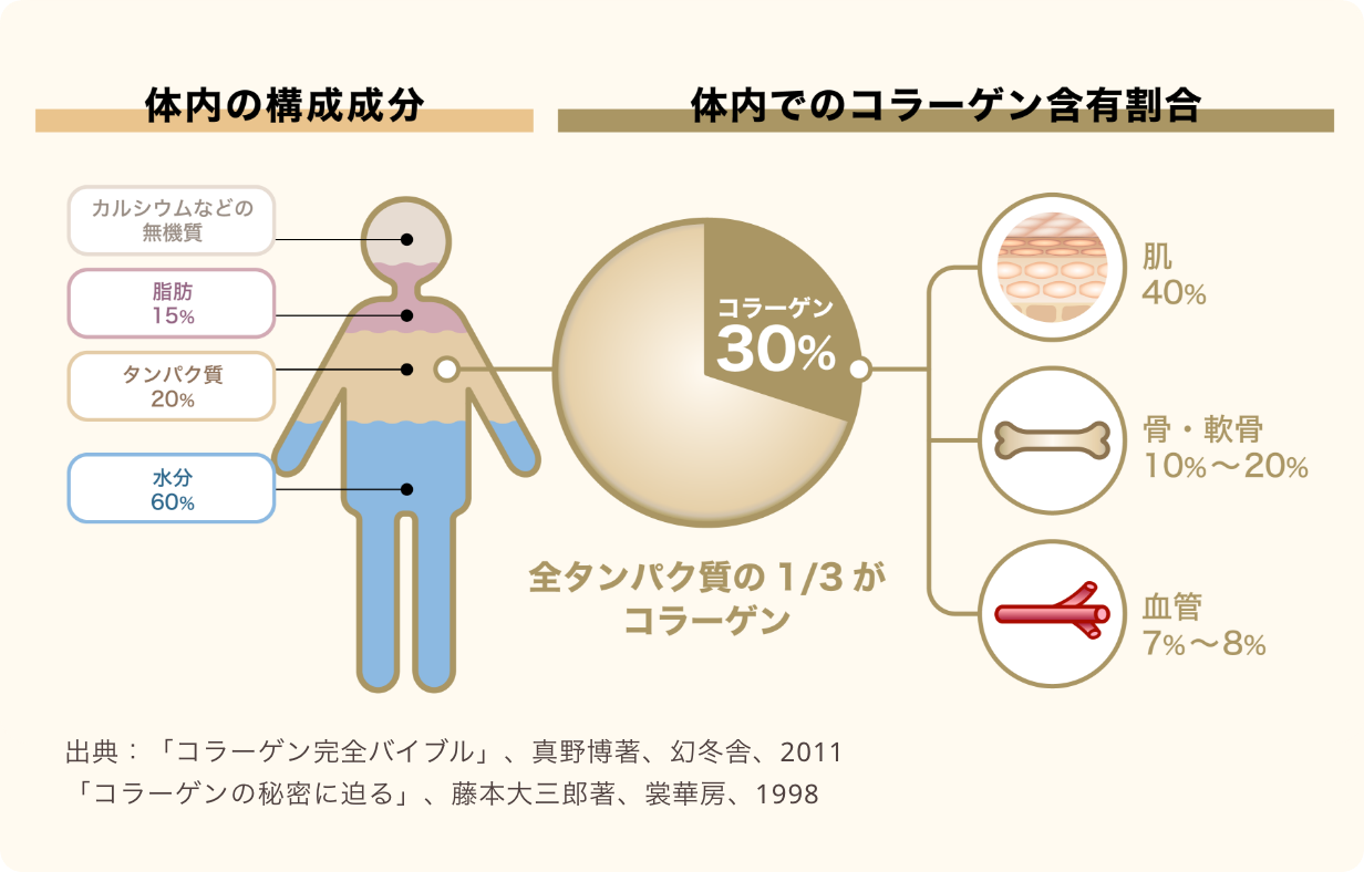 体内の構成成分と体内でのコラーゲン含有割合のイメージ図
